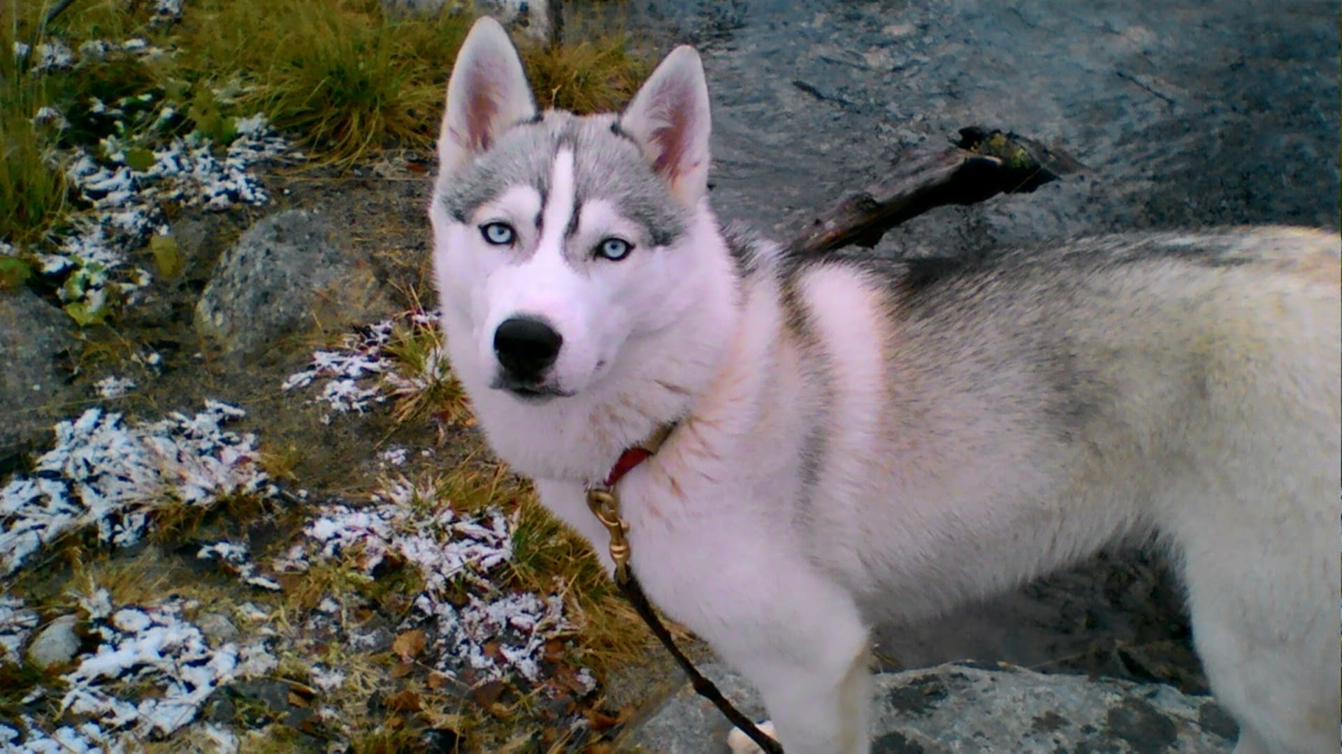 Husky Talvikki of Kilpisjärvi Huskies